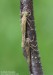 Šidélko páskované (Vážky), Coenagrion puella (Odonata)